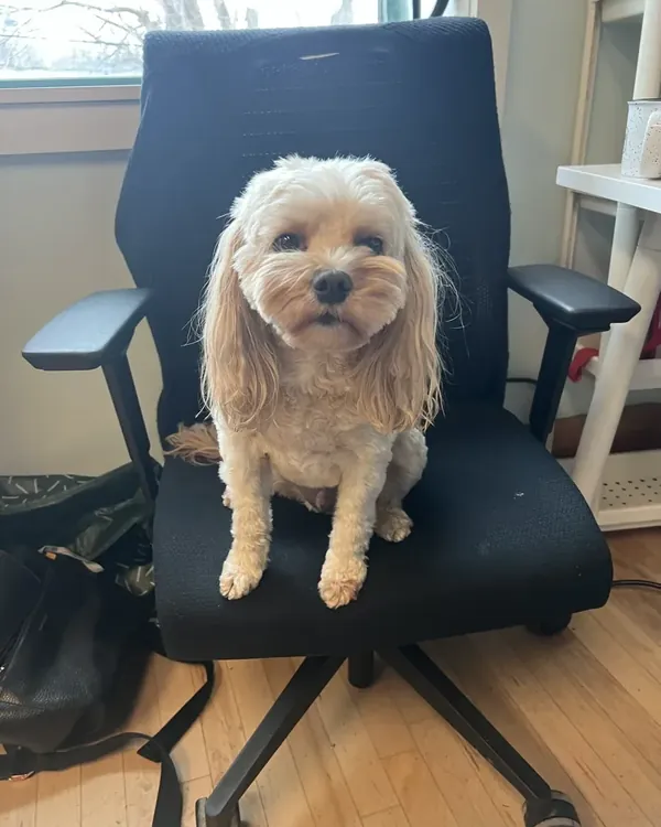Alfie the dog sitting on an office chair