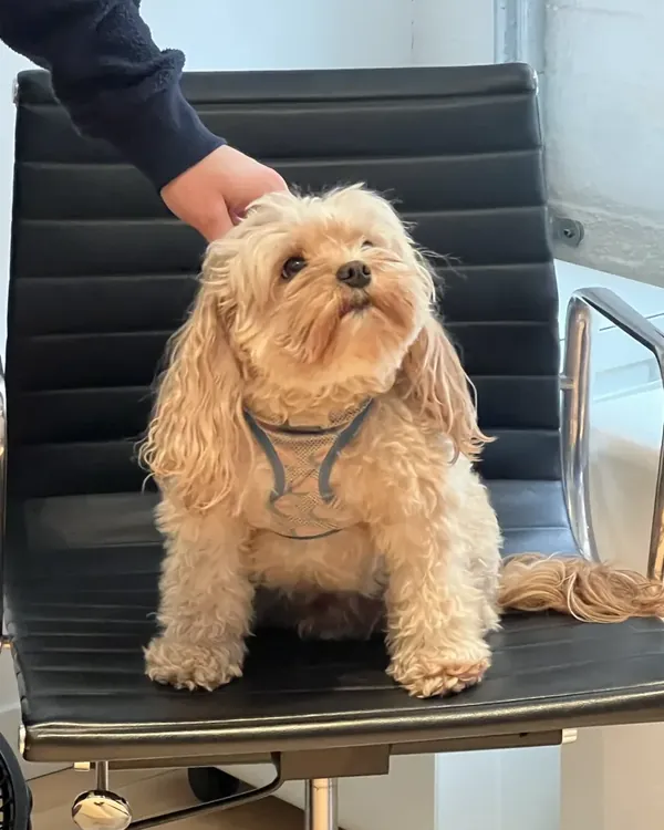 Alfie the dog being petted on an office chair