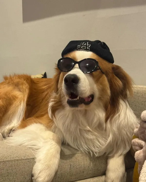 Koji the dog wearing a beanie and sunglasses on a couch