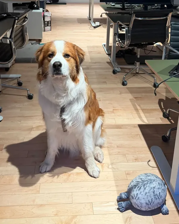 Koji the dog sitting in the middle of the office